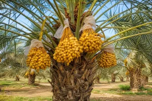 خرما زاهدی امیر بسته‌بندی ارسال و تحویل مطمئن سفارش