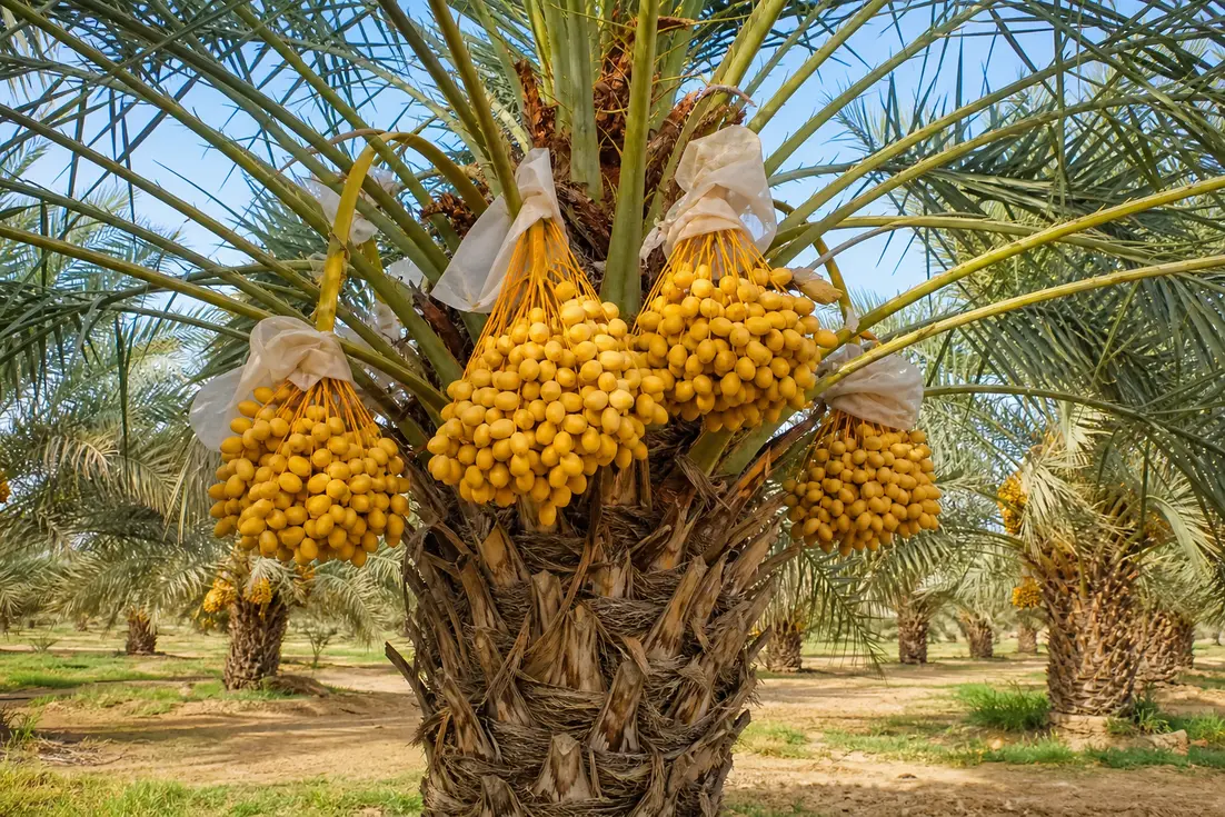 amir-zahedi-dates-packaging-shipping-delivery-0-1788076822908