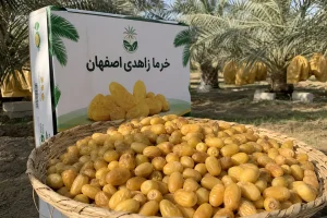 خرما زاهدی اصفهان درجه‌بندی استاندارد کیفیت اثر بر قیمت