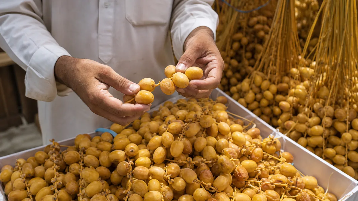 فروش خرما زاهدی شیراز بافت خشک و ماندگاری بالا